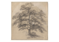 CB 6574: Tree Work 6574: Tree